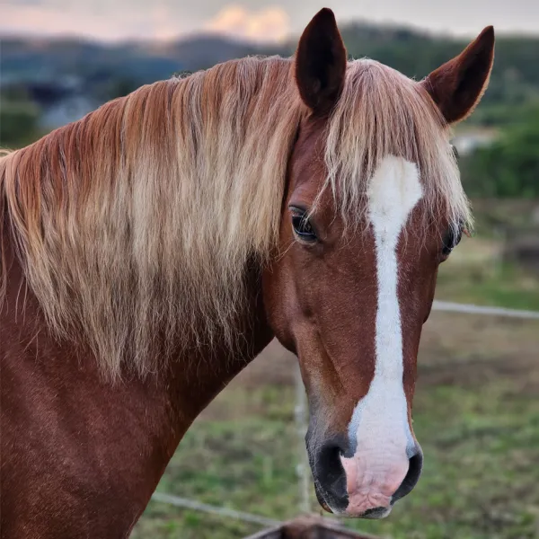 Artemis – Welsh Cob Stute