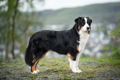 Röli – Kopfportrait