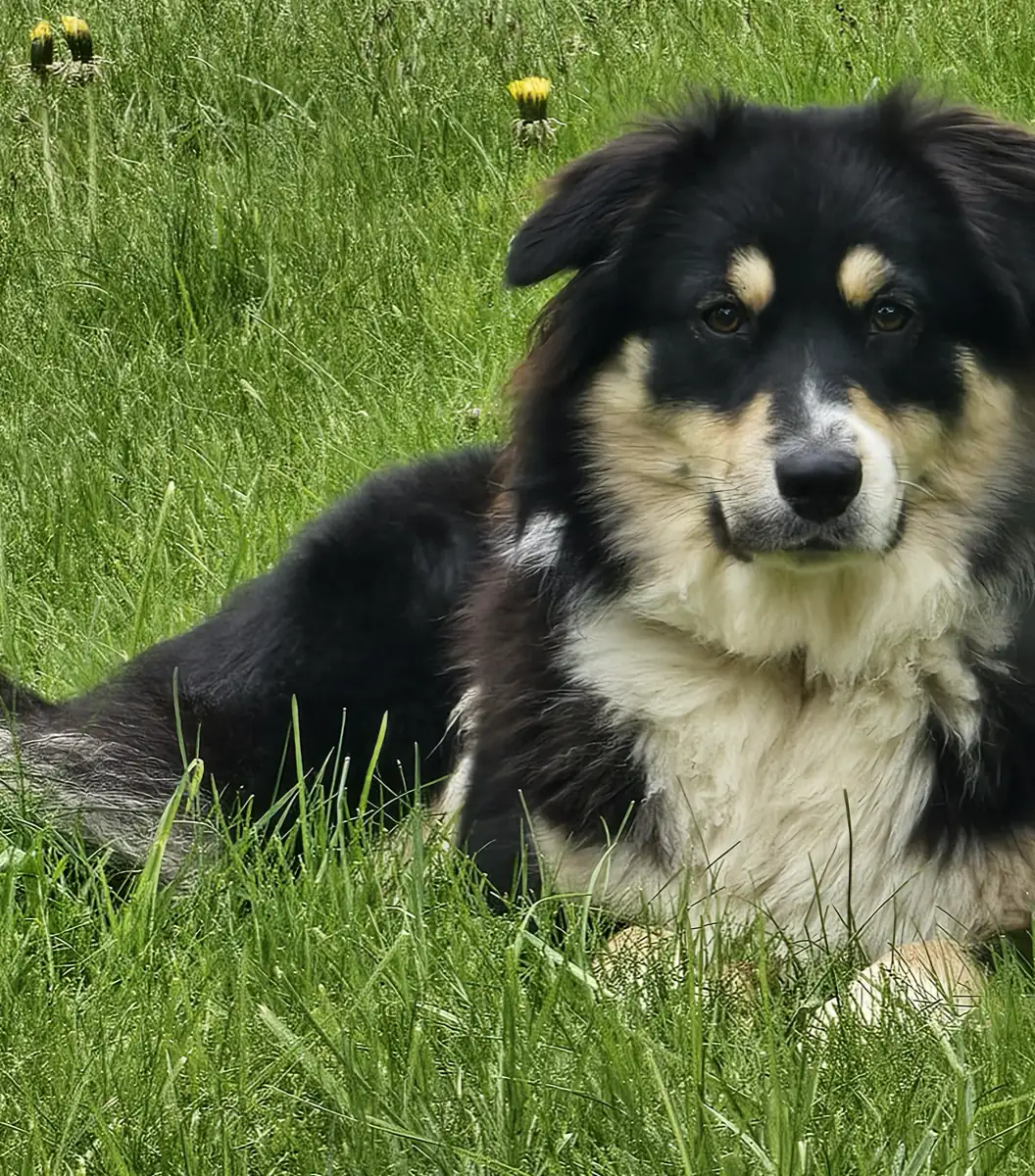 Rosi auf der Wiese