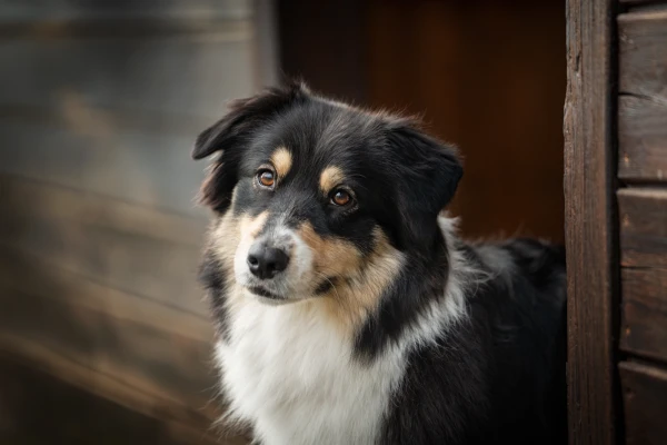 Rosi – Australian Shepherd Hündin