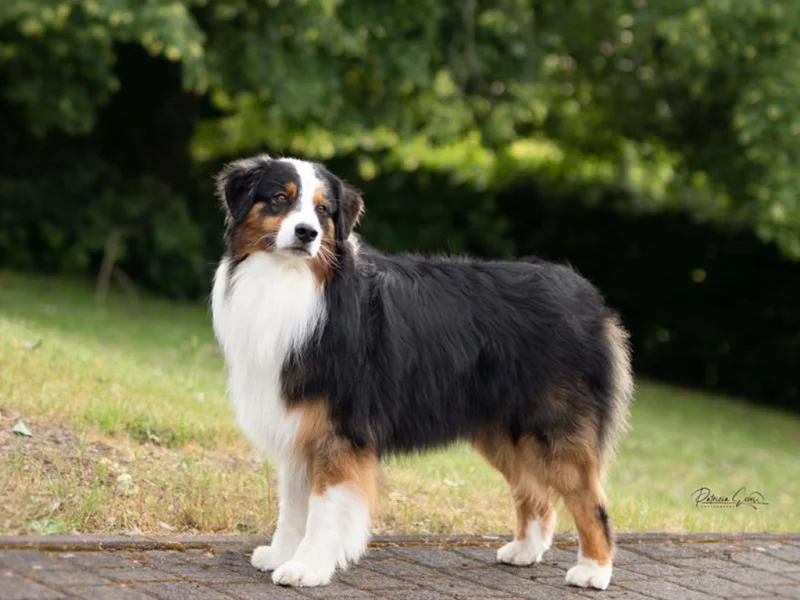 Tank – Australian Shepherd Deckrüde, Ganzkörper