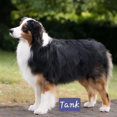 Tank im Feld